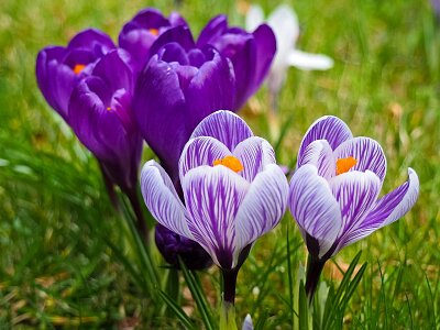 Spring meadow saffron