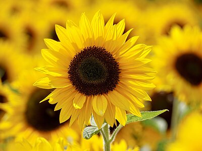 Sunflower