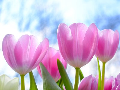 Tulip