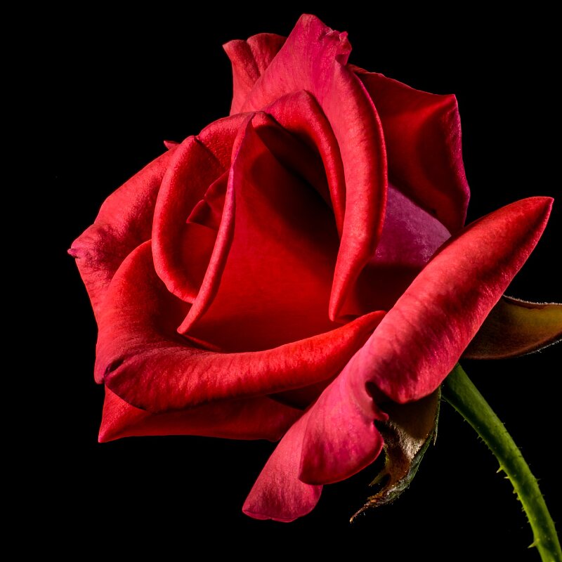 Red rose