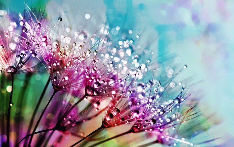 	Flowers 